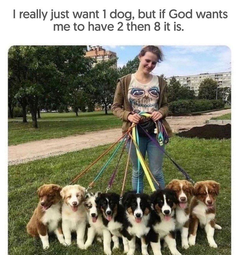 I really just want 1 dog, but if God wants me to have 2 then 8 it is.