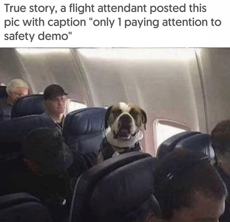 True story, a flight attendant posted this pic with caption "only 1 paying attention to safety demo"