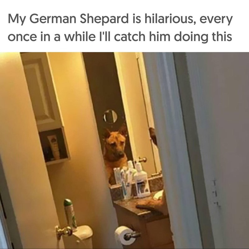 My German Shepard is hilarious, every once in a while I'll catch him doing this