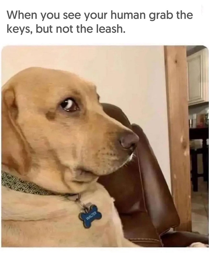 When you see your human grab the keys, but not the leash. WALTER
