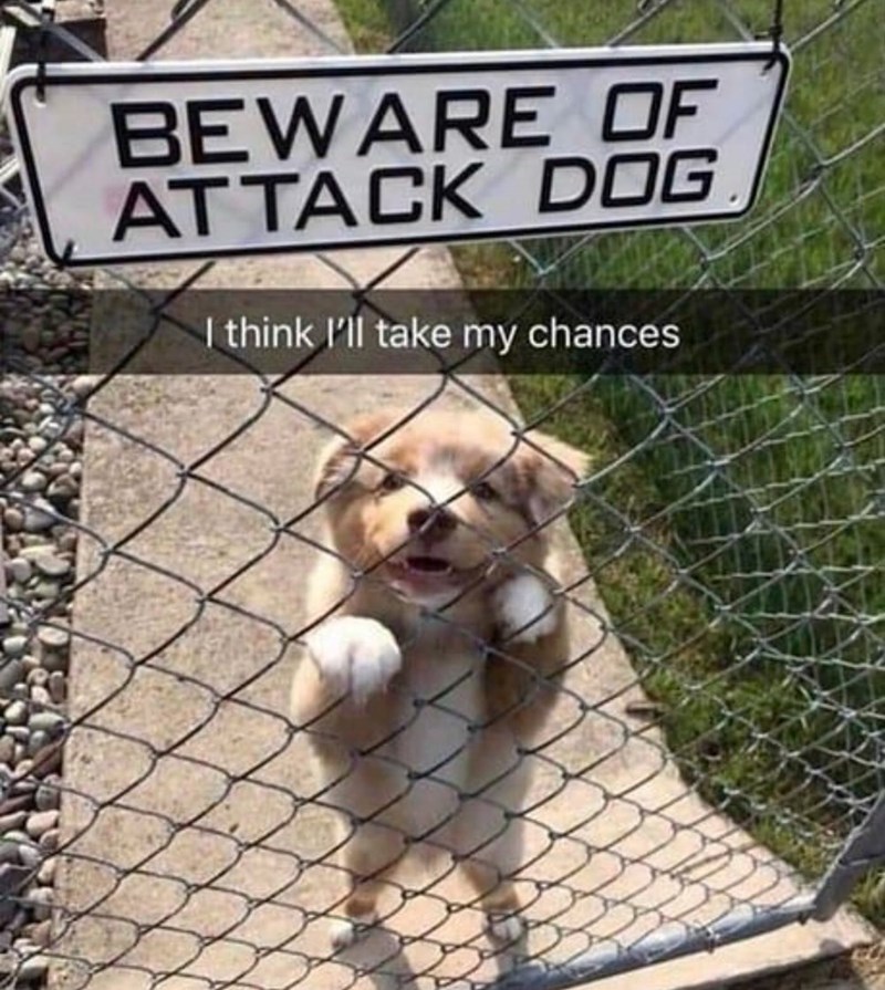 BEWARE OF ATTACK DOG I think I'll take my chances