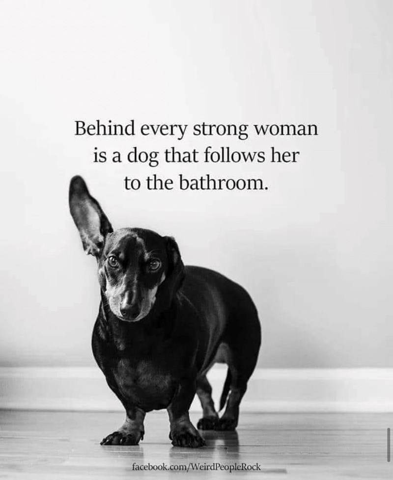 Behind every strong woman is a dog that follows her to the bathroom. facebook.com/WeirdPeopleRock