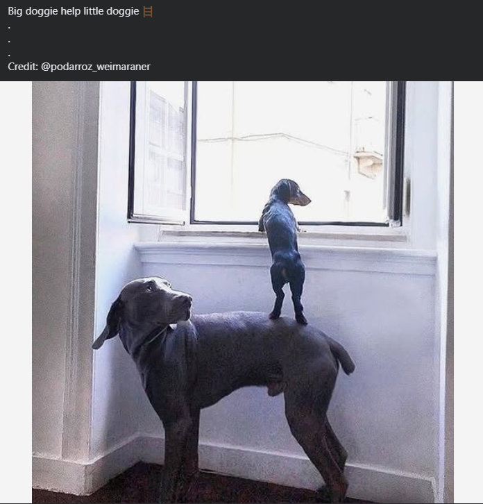 Big doggie help little doggie Credit: @podarroz_weimaraner