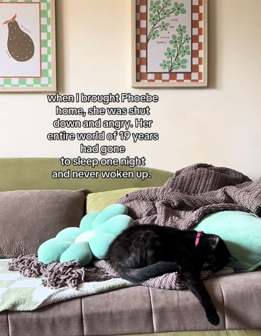 TAIN when I brought Phoebe home, she was shut down and angry. Her entire world of 19 years had gone to sleep one night and never woken up.