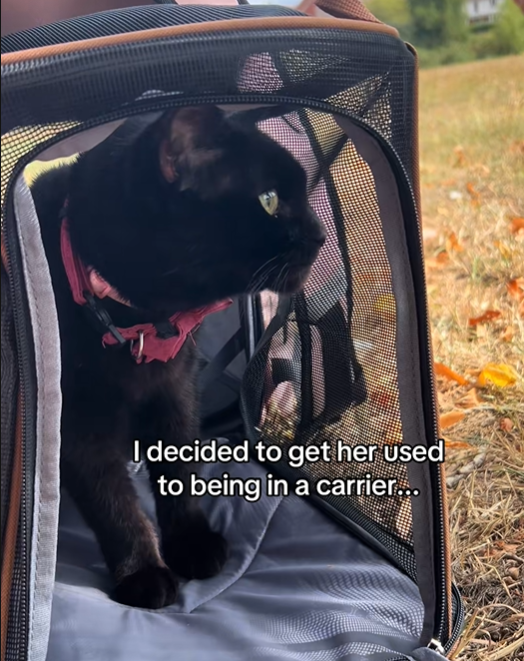 I decided to get her used to being in a carrier...