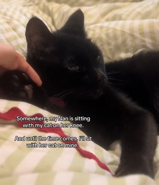 Somewhere, my Nan is sitting with my cat on her knee. And until the time comes, I'll sit with her cat on mine.