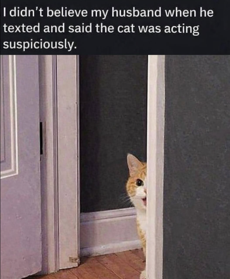 I didn't believe my husband when he texted and said the cat was acting suspiciously.