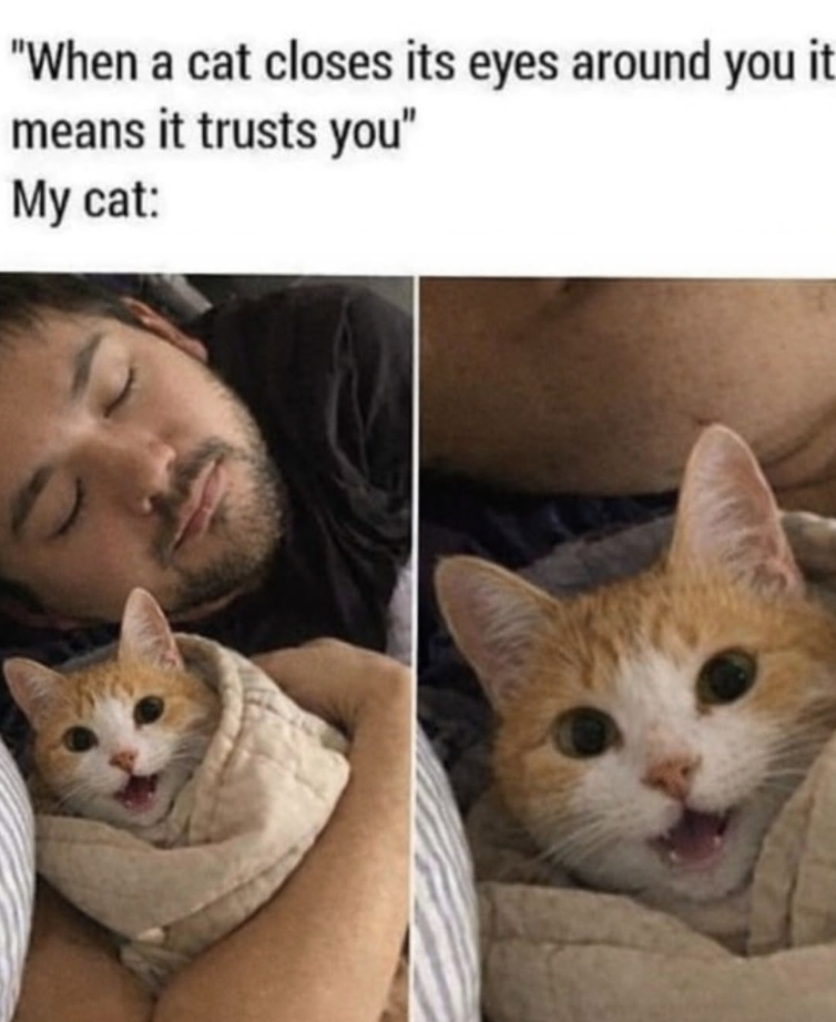 "When a cat closes its eyes around you it means it trusts you" My cat: