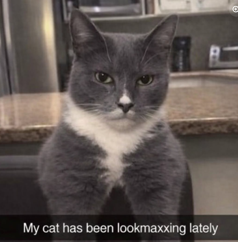 My cat has been lookmaxxing lately +