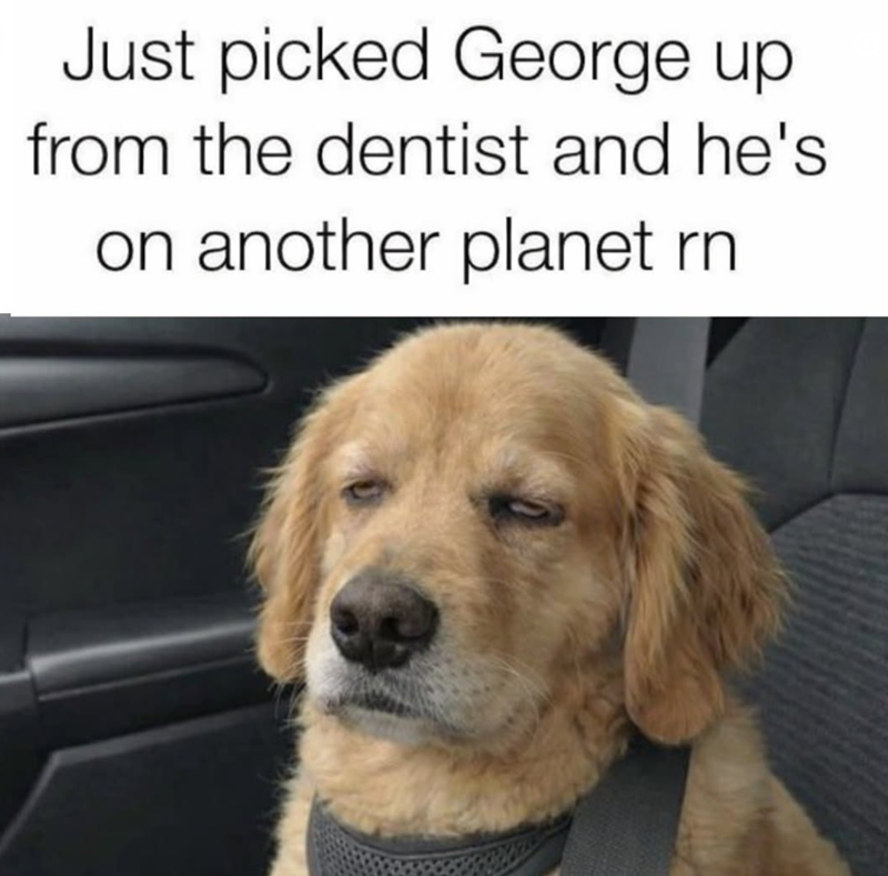 Just picked George up from the dentist and he's on another planet rn