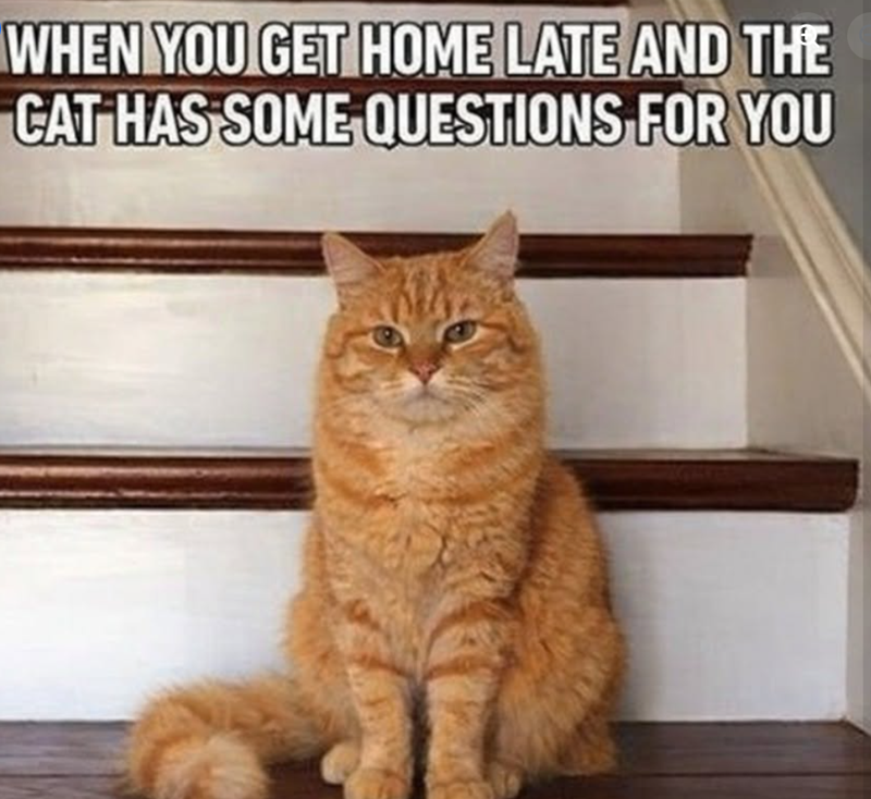 WHEN YOU GET HOME LATE AND THE CAT HAS SOME QUESTIONS FOR YOU