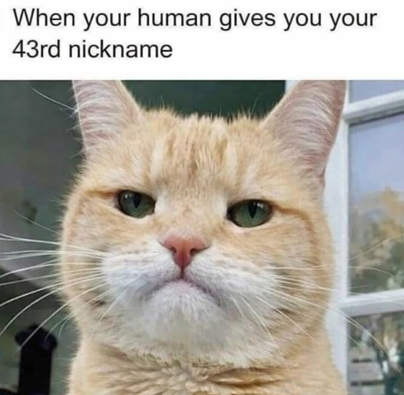 When your human gives you your 43rd nickname