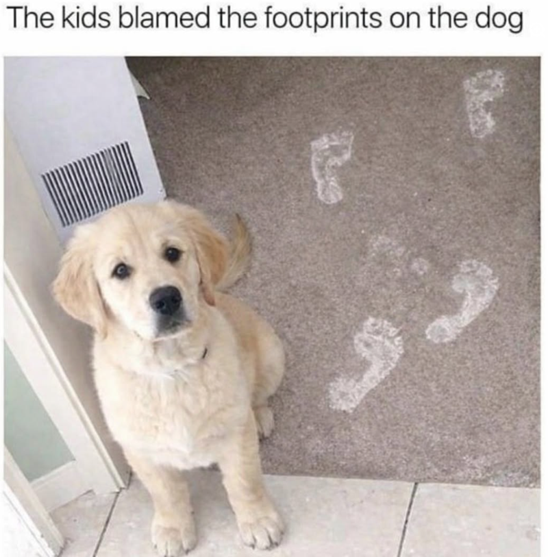 The kids blamed the footprints on the dog ગુ