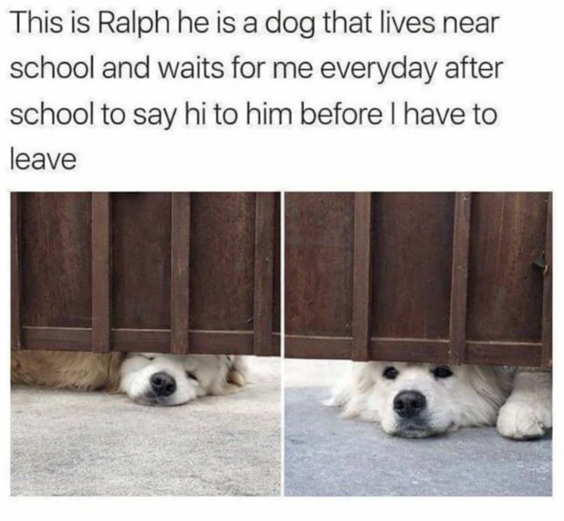 This is Ralph he is a dog that lives near school and waits for me everyday after school to say hi to him before I have to leave