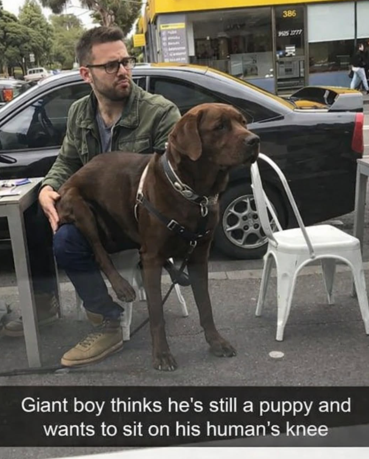 386 995 2777 Giant boy thinks he's still a puppy and wants to sit on his human's knee