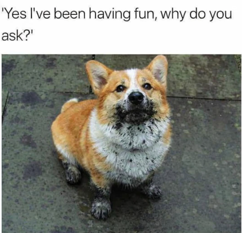 'Yes I've been having fun, why do you ask?'