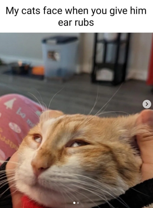My cats face when you give him ear rubs bo me >