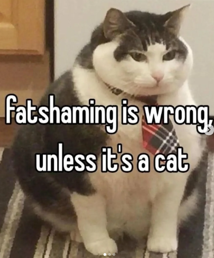 fatshaming is wrong, unless it's a cat