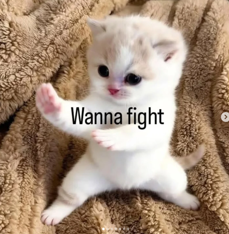 Wanna fight >