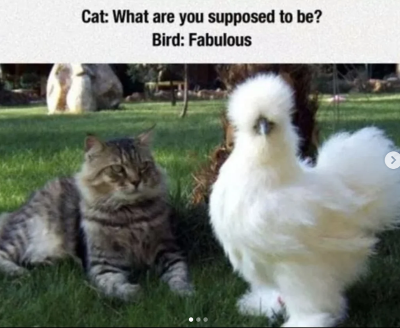 Cat: What are you supposed to be? Bird: Fabulous >