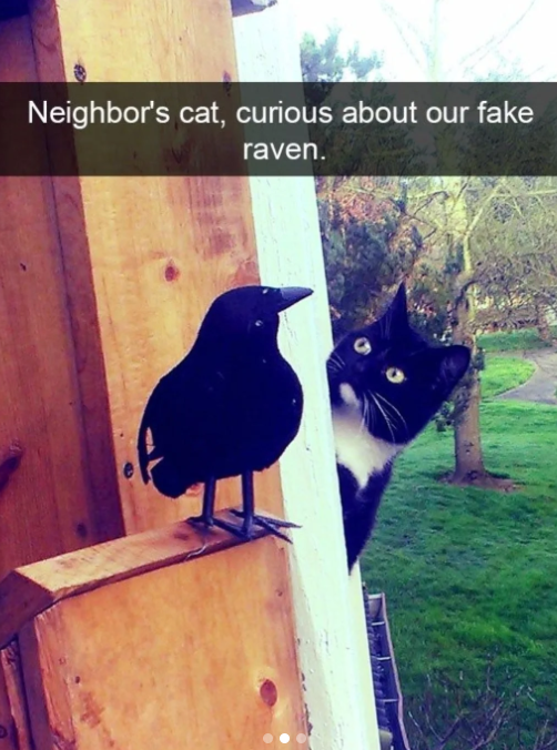 Neighbor's cat, curious about our fake raven.