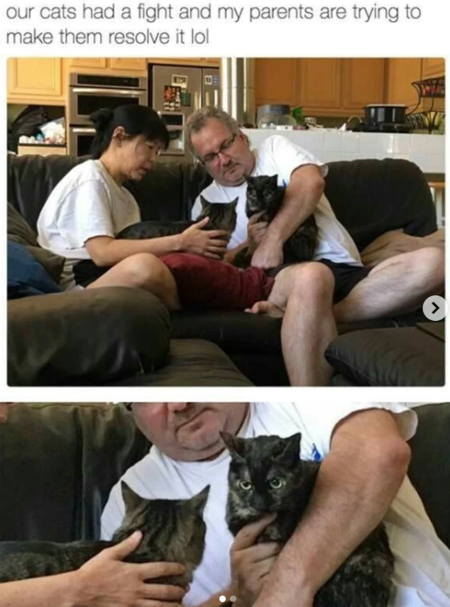 our cats had a fight and my parents are trying to make them resolve it lol >