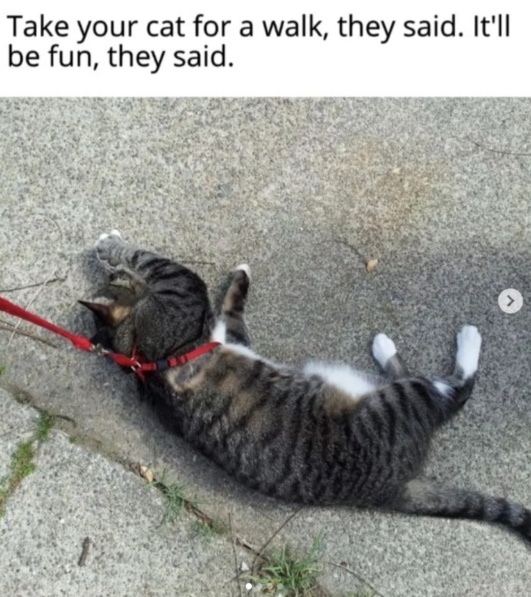 Take your cat for a walk, they said. It'll be fun, they said.
