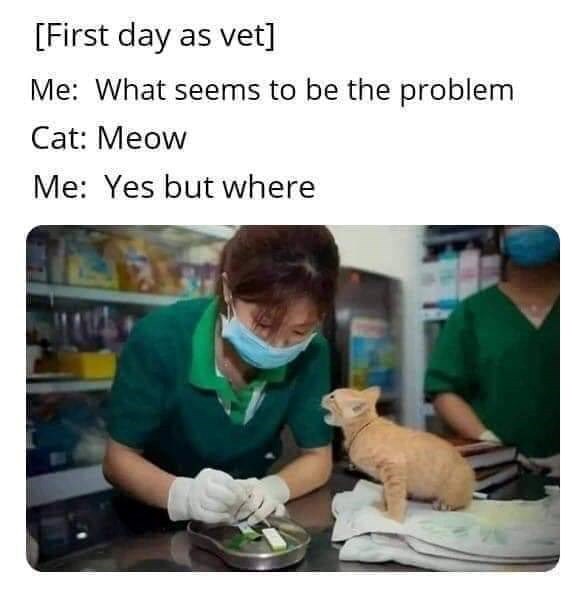 [First day as vet] Me: What seems to be the problem Cat: Meow Me: Yes but where