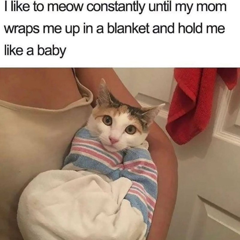 I like to meow constantly until my mom wraps me up in a blanket and hold me like a baby