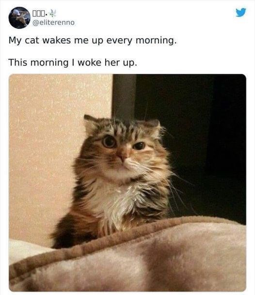 1000.0 @eliterenno My cat wakes me up every morning. This morning I woke her up.
