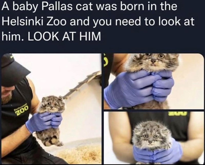 A baby Pallas cat was born in the Helsinki Zoo and you need to look at him. LOOK AT HIM Hackensa ZOO