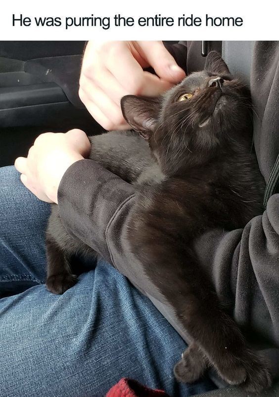He was purring the entire ride home