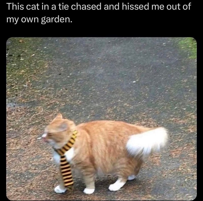 This cat in a tie chased and hissed me out of my own garden.