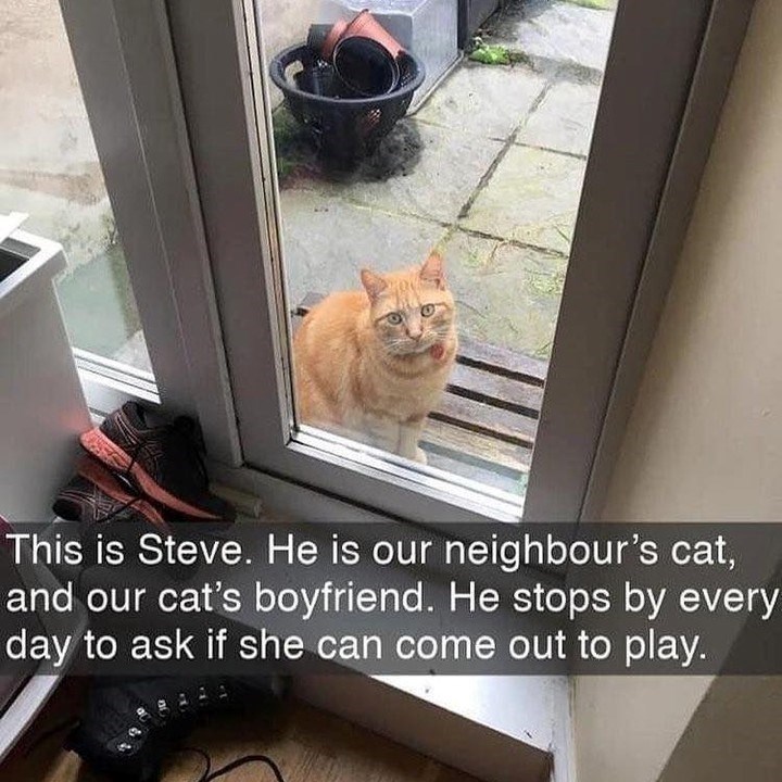 This is Steve. He is our neighbour's cat, and our cat's boyfriend. He stops by every day to ask if she can come out to play.