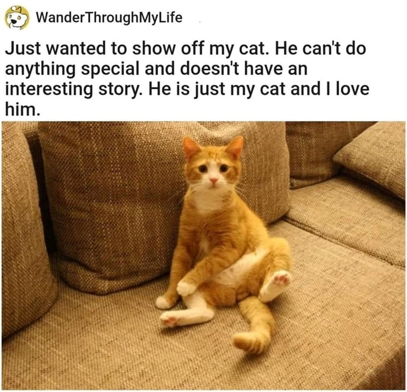 Wander ThroughMyLife Just wanted to show off my cat. He can't do anything special and doesn't have an interesting story. He is just my cat and I love him.