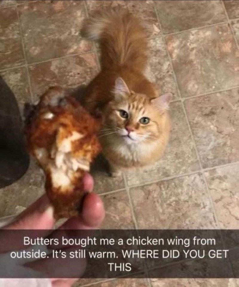 Butters bought me a chicken wing from outside. It's still warm. WHERE DID YOU GET THIS