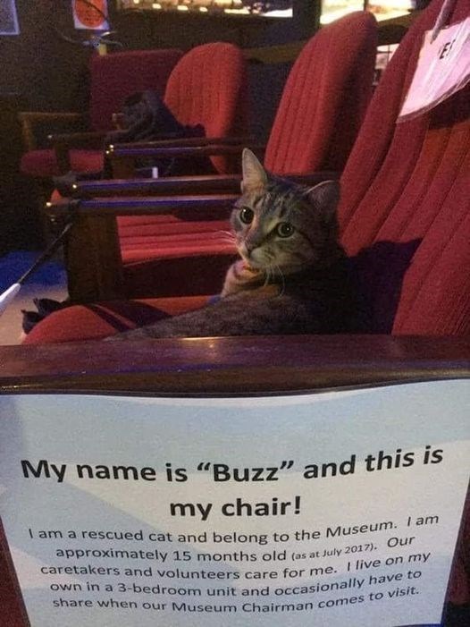 My name is "Buzz" and this is my chair! I am a rescued cat and belong to the Museum. I am approximately 15 months old (as at July 2017). Our caretakers and volunteers care for me. I live on my own in a 3-bedroom unit and occasionally have to share when our Museum Chairman comes to visit.