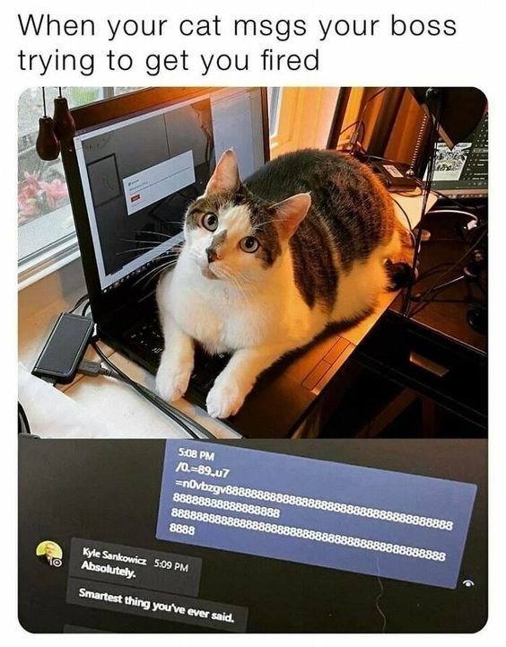 When your cat msgs your boss trying to get you fired - 5:08 PM /0.-89.u7 =n0vbzgv888 8888888 888888 8888 Kyle Sankowicz 5:09 PM Absolutely. Smartest thing you've ever said.