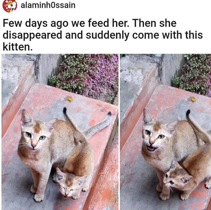 alaminhossain Few days ago we feed her. Then she disappeared and suddenly come with this kitten.