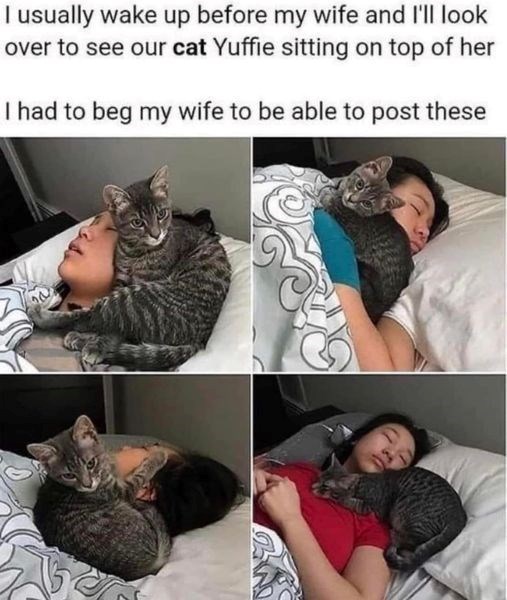 I usually wake up before my wife and I'll look over to see our cat Yuffie sitting on top of her I had to beg my wife to be able to post these