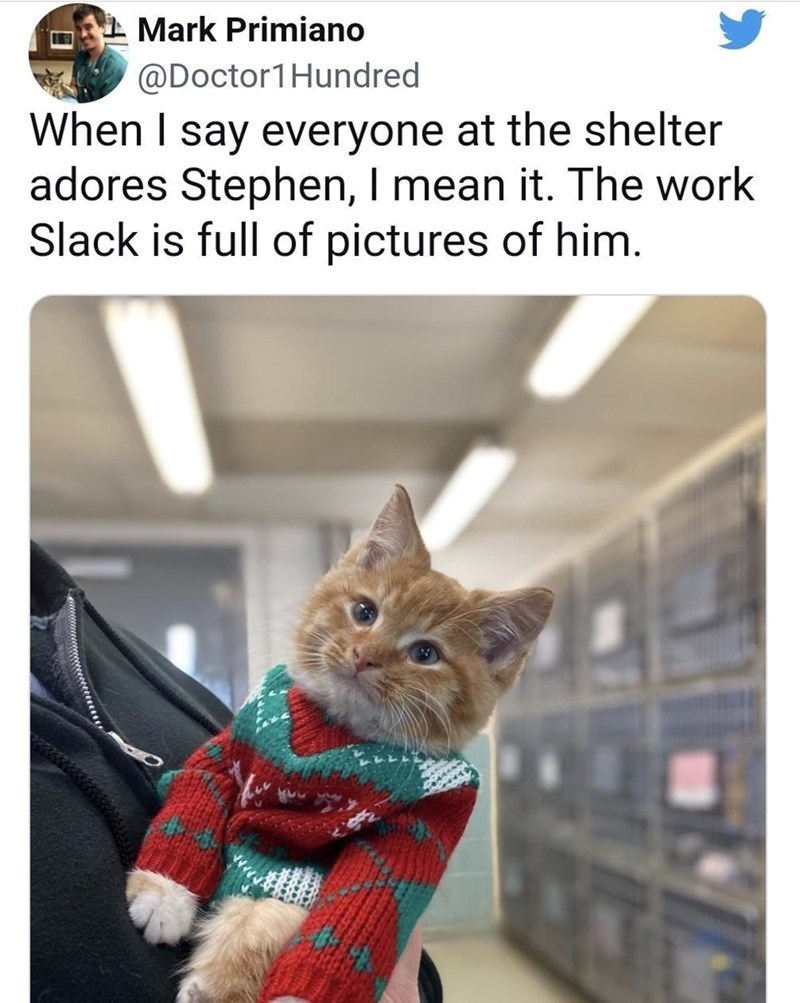Mark Primiano @Doctor1 Hundred When I say everyone at the shelter adores Stephen, I mean it. The work Slack is full of pictures of him.