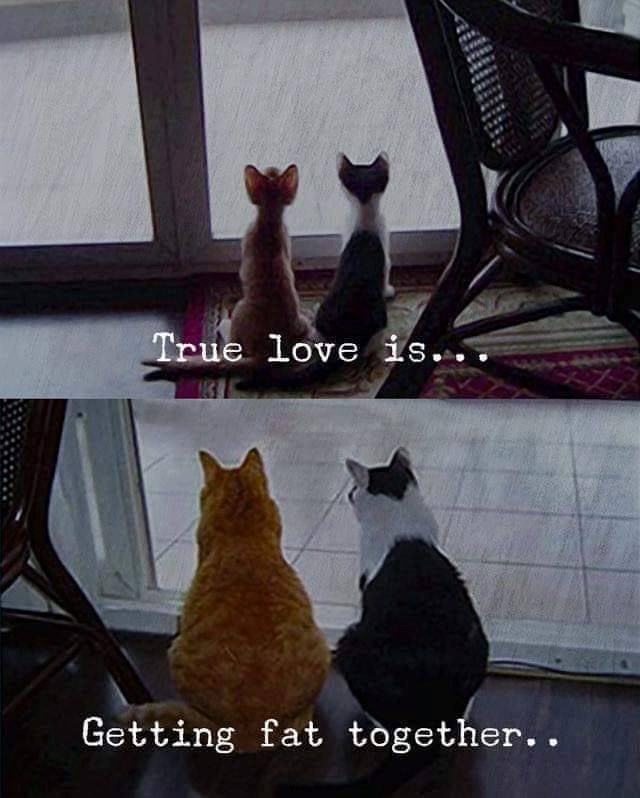 True love is... Getting fat together..