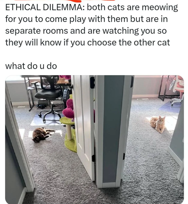 ETHICAL DILEMMA: both cats are meowing for you to come play with them but are in separate rooms and are watching you so they will know if you choose the other cat what do u do
