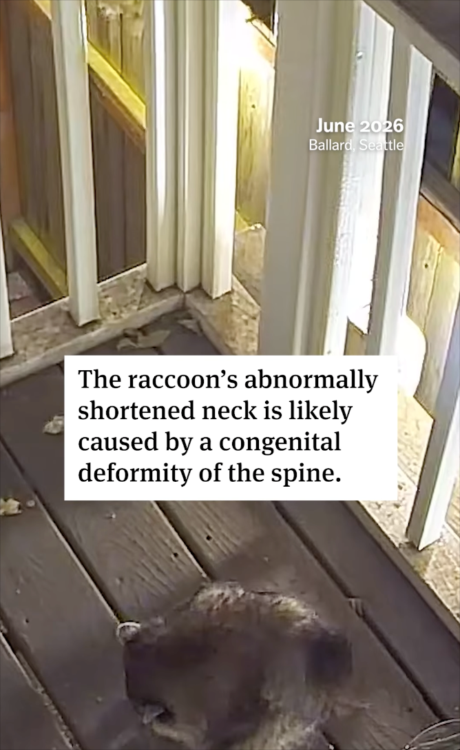 June 2026 Ballard, Seattle The raccoon's abnormally shortened neck is likely caused by a congenital deformity of the spine.