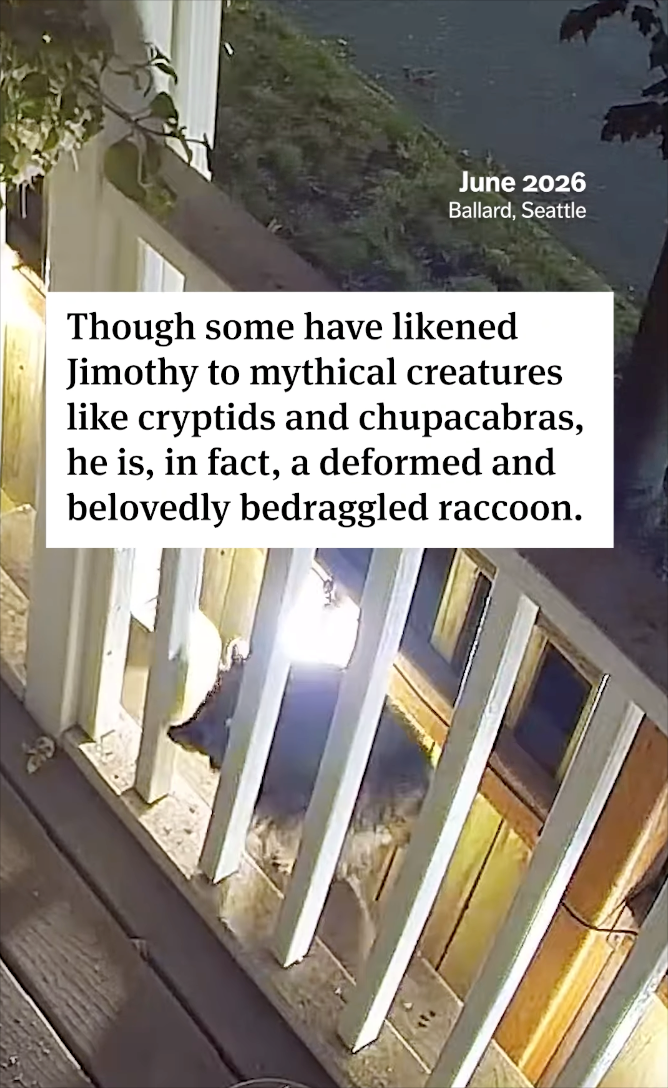 June 2026 Ballard, Seattle Though some have likened Jimothy to mythical creatures like cryptids and chupacabras, he is, in fact, a deformed and belovedly bedraggled raccoon.