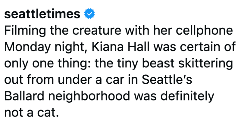 seattletimes ✓ Filming the creature with her cellphone Monday night, Kiana Hall was certain of only one thing: the tiny beast skittering out from under a car in Seattle's Ballard neighborhood was definitely not a cat.