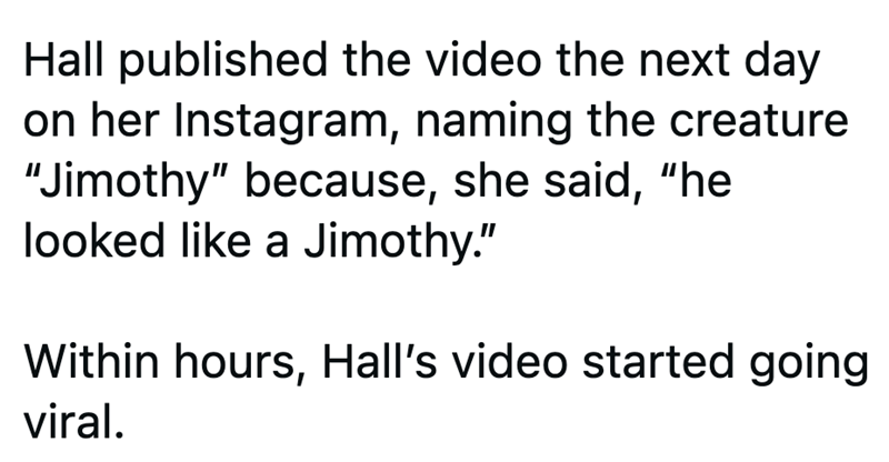 Hall published the video the next day on her Instagram, naming the creature "Jimothy" because, she said, "he looked like a Jimothy." Within hours, Hall's video started going viral.