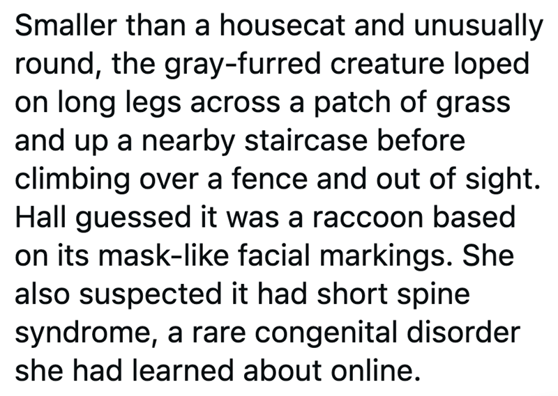Smaller than a housecat and unusually round, the gray-furred creature loped on long legs across a patch of grass and up a nearby staircase before climbing over a fence and out of sight. Hall guessed it was a raccoon based on its mask-like facial markings. She also suspected it had short spine syndrome, a rare congenital disorder she had learned about online.