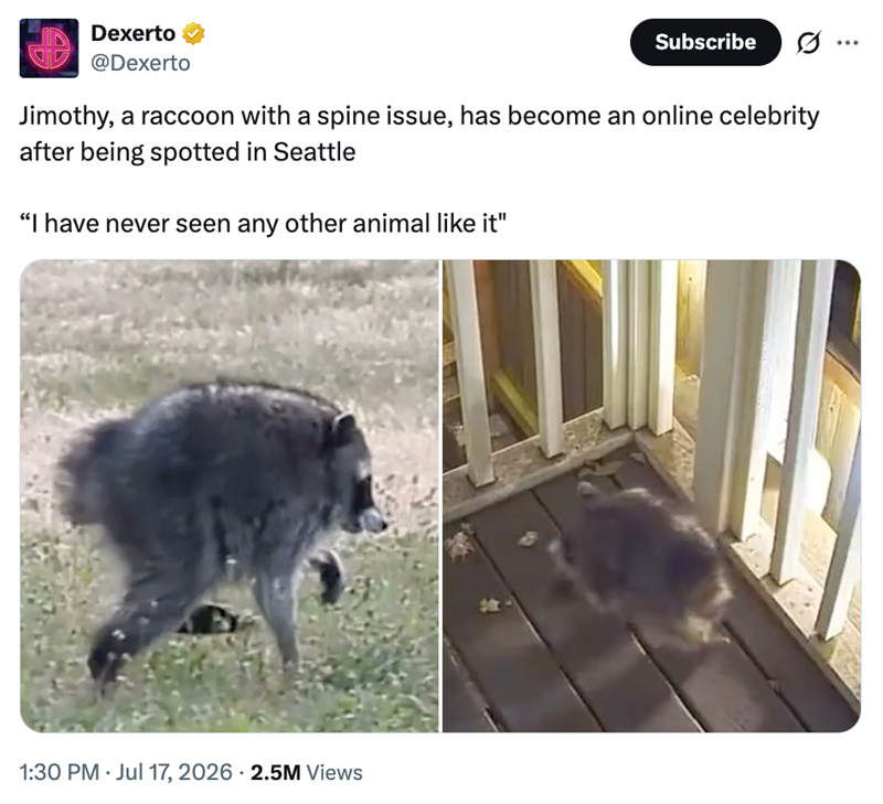 Dexerto @Dexerto Subscribe 10 Jimothy, a raccoon with a spine issue, has become an online celebrity after being spotted in Seattle "I have never seen any other animal like it" 1:30 PM - Jul 17, 2026 2.5M Views BP