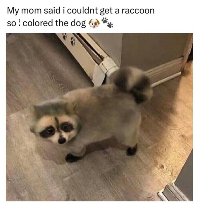 My mom said i couldnt get a raccoon so colored the dog